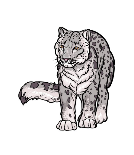 Snow Leopard Drawing